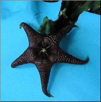 Stapelia hirsuta v.  baylissii mm
